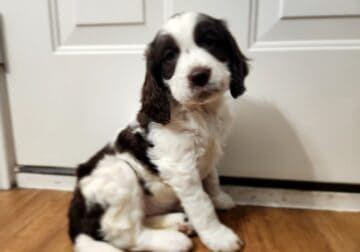 English Springer Spaniel AKC champion Sir