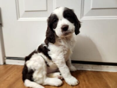 English Springer Spaniel AKC champion Sir