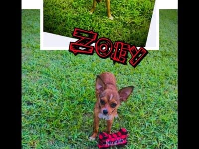 Chihuahua mixed breed puppies