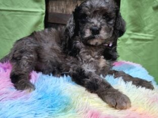 Mini-bernadoodle puppies