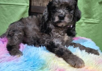 Mini-bernadoodle puppies