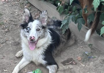 Blue Merle Border Collie female