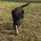 Female German Shepherd Puppy