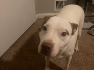 White and brown female pitbull