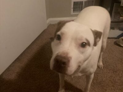 White and brown female pitbull