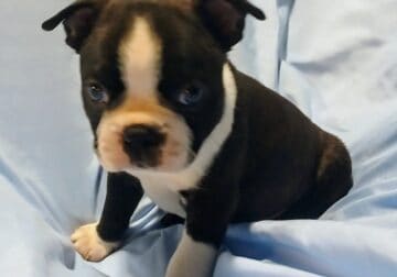 Boston terrier puppies