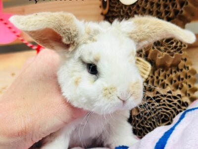 Holland lop x mini plush lop bunnies