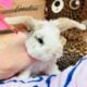 Holland lop x mini plush lop bunnies