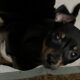 Rattie pups need forever home