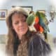 Absolutely the Sweetest Harlequin Macaw