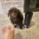 Mini poodles
