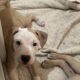 13 Week old American Pit Bull Terriers