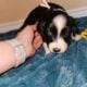 Aussie doodle puppies-7 weeks old