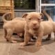 American Bully puppies for sale