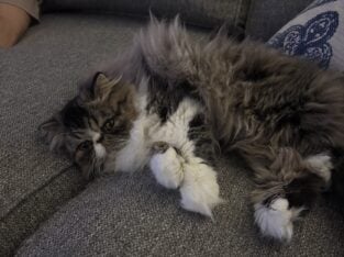 Persian