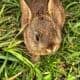 Bunnies for sale