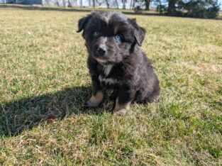 Baxter- Mini Australian Shepherd