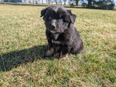 Baxter- Mini Australian Shepherd