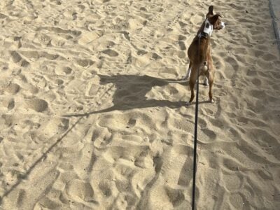 Rat terrier/jack Russel