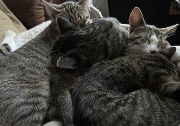 Kittens need home