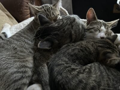 Kittens need home