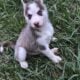 AKC Registered Siberian Husky Pups
