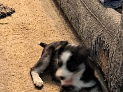 Mixed puppies