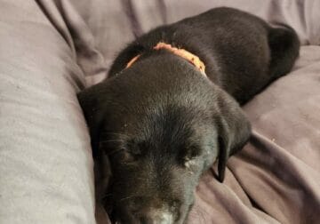 Baby boy orange seeks his forever home