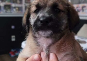 Heeler Mix Puppies