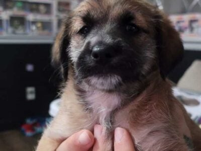 Heeler Mix Puppies