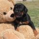 AKC Doberman Puppies ready for their new master