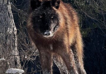95+ wolfdog