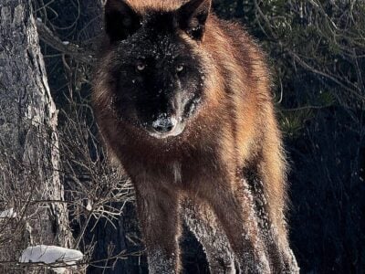 95+ wolfdog
