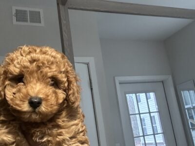 Toy Poodle