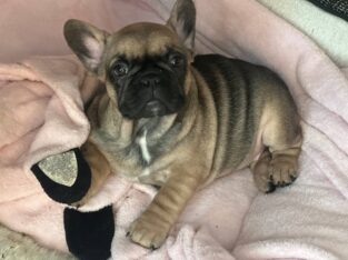 Female French Bulldog
