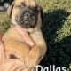 English Mastiff Puppies