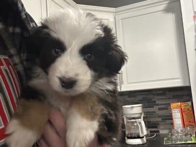 Australian Shepherd Puppies