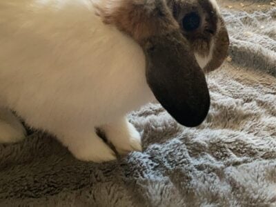 Bunny