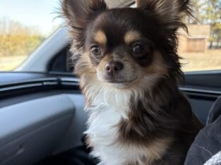CHIHUAHUA AKC