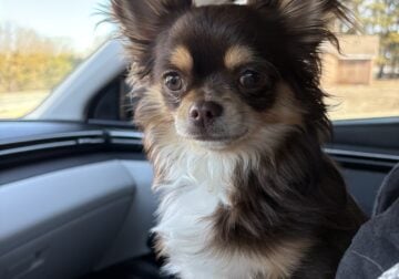 CHIHUAHUA AKC