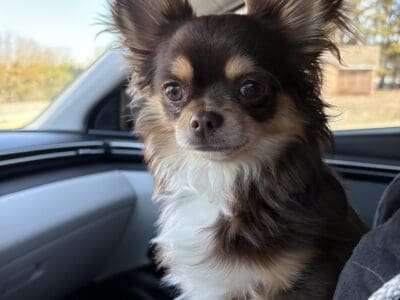 CHIHUAHUA AKC