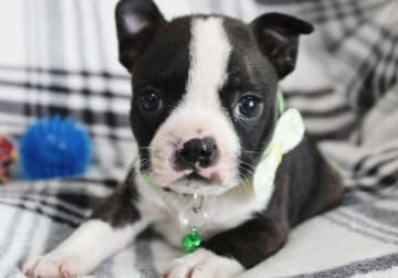 Mark – Boston Terrier Boy