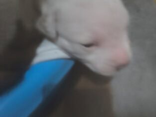Full blooded pitbull puppies