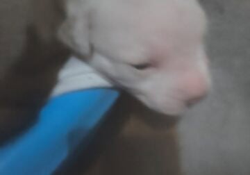 Full blooded pitbull puppies
