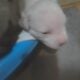 Full blooded pitbull puppies