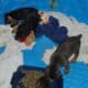 AKC Doberman puppies