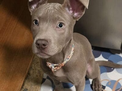 Female Pitbull 5 months old