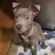 Female Pitbull 5 months old