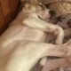 Puppy for sale