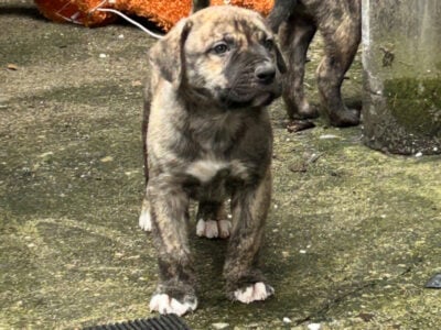 Kangal Shepherd x Presa Canario Puppies for sale